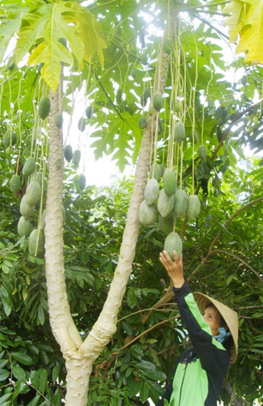 Nhung lan &quot;vo&quot; duoc cu qua di cua nong dan Viet-Hinh-9